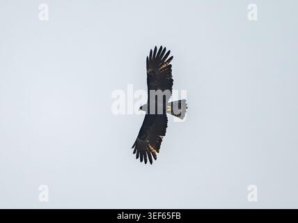 A Black Eagle (Ictinaetus malaiensis) flying overhead. Vietnam. Stock Photo