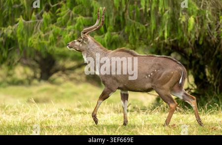 A majestic male mountain nyala (Tragelaphus buxtoni) with large spiral horns walking in the dense montane forest of the Bale Mountains, Ethiopia. Stock Photo