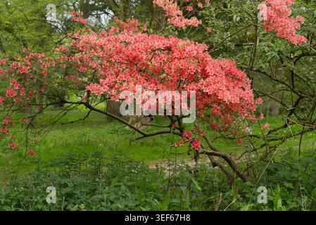Pink Azalea Flowers Blooming on Branch in Lush Green Forest Stock Photo