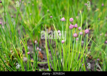 Chive Flowers Growing in Garden. Close-up of green chives with purple flower buds growing in a garden, showing fresh spring herb growth. Stock Photo