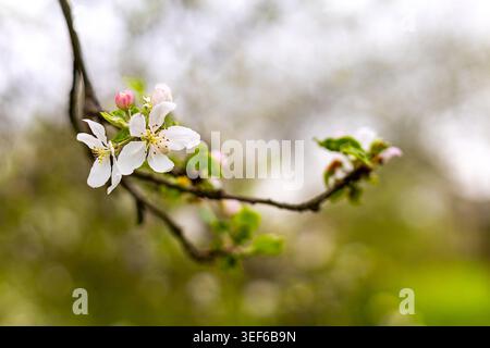 White Apple Blossoms on Spring Branch. Close-up of delicate white apple blossoms and pink buds on a tree branch with soft spring garden background. Stock Photo