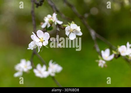 White Apple Blossoms Against Green Background. Close-up of soft white apple blossoms on thin tree branches with a blurred green spring garden Stock Photo