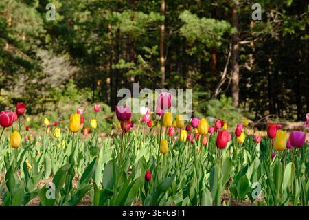 Multi colored tulips in lush green field with soft focus pine forest in distance Stock Photo