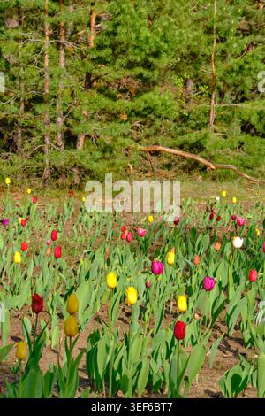 Beautiful vertical view multi colored tulips growing in garden with evergreen trees behind Stock Photo