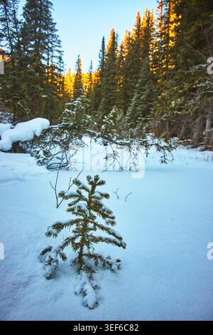 Winter Evergreen Sapling in Snowy Forest with Sunlit Trees Alberta Stock Photo