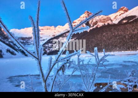 Frost Covered Branches Frozen Lake and Sunrise Mountains in Winter Stock Photo