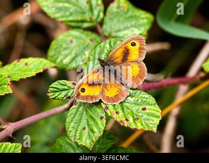 Gatekeeper butterfly resting on bramble leaves, displaying vivid orange wings, dark eye spots and delicate summer woodland detail in soft sunlight. Stock Photo