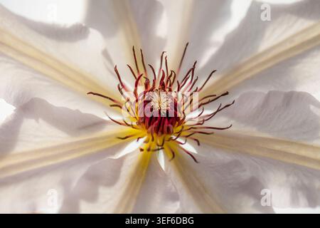 White clematis in soft focus, its crimson stamens glowing at the center like delicate fire against luminous ivory petals. Stock Photo