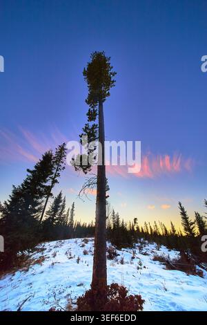 Tall Winter Pine Tree at Sunset with Snow Covered Forest and Colorful Sky Stock Photo