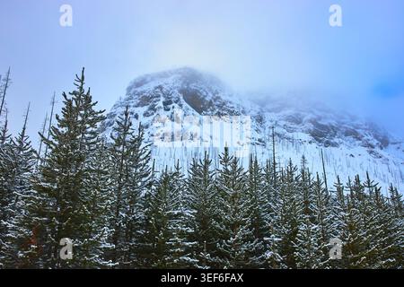 Snow Covered Pine Forest and Foggy Rocky Cliffs in Winter Wonderland Stock Photo