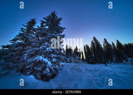 Snow Covered Pine Trees at Dusk in Winter Forest Landscape Stock Photo
