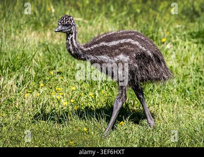 Young emu chick explores fresh green pastures in the UK, showing curious steps and fluffy juvenile feathers in spring sunshine. Stock Photo