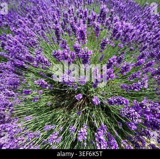 Lavender burst: nature’s purple fireworks blooming in the heart of summer. Stock Photo