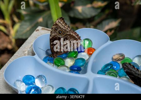 Blue Morpho butterfly (Morpho peleides) feeding at water station with glass beads, captive, butterfly house, Vienna, Austria Stock Photo