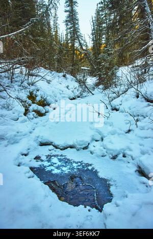 Winter Forest Stream and Snow Covered Trees in Pristine Alberta Wilderness Stock Photo