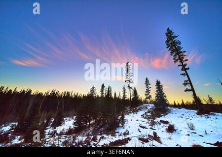 Winter Forest Sunset with Snow and Tall Pine Trees Under Vibrant Evening Sky Stock Photo