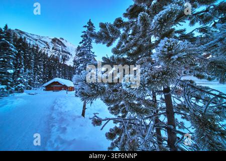 Frost Covered Pine Branches Snow Cabin and Mountain View in Alberta Winter Stock Photo