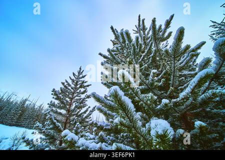 Snow Covered Pine Trees Winter Forest Blue Sky Stock Photo