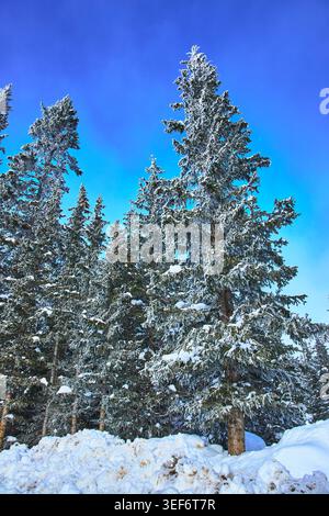 Snow Covered Pine Trees Against Bright Blue Winter Sky Stock Photo