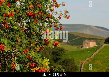 Rowan tree laden with red berries with a stone field barn and fell beyond out of focus demonstrating depth of field in Wensleydale Stock Photo