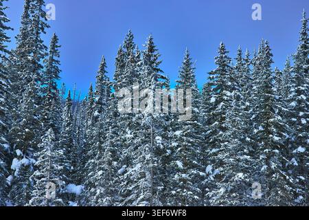 Snow Covered Evergreen Trees Against Clear Blue Winter Sky Stock Photo
