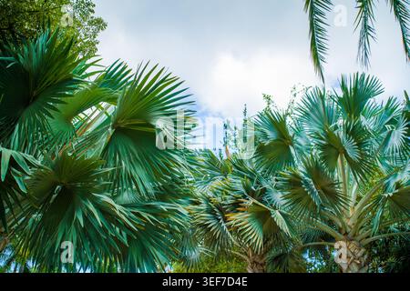 A dense canopy of giant silver-green palm fronds extends upwards into a bright summer sky in a tropical botanical garden. The large exotic leaves. Stock Photo