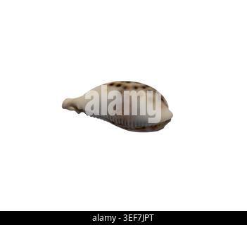 Cowrie Shell with Brown Spots, Natural Sea Shell Isolated on White Background, Tropical Ocean Mollusk Stock Photo