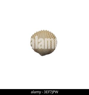 Round Ribbed Cockle Sea Shell Front View Isolated on White Background, Natural Beige Fan Shell with Radial Texture Stock Photo