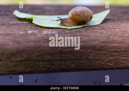 Macro close up of a small garden snail moving across a fresh green leaf placed on a rustic wooden surface.Concept of nature, slow living, ecology Stock Photo