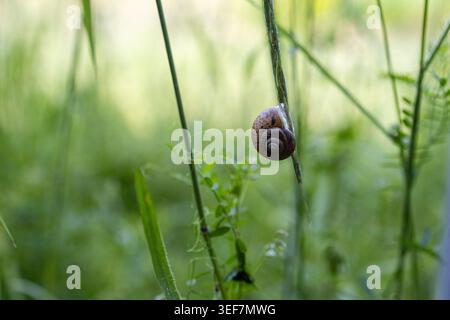 Macro image of a small garden snail resting on a vertical grass stem surrounded by soft green meadow vegetation.Ideal for concepts of nature, wildlife Stock Photo