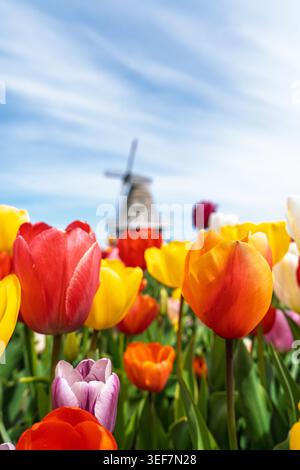 Colorful tulip fields with a traditional Dutch windmill rising behind under a clear blue sky Stock Photo