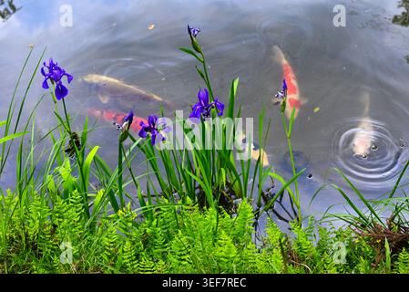 Iris laevigata (Rabbit ear iris) flowers. Japanese name 'Kakitsubata'. It grows in wetlands and blooms with purple flowers in early summer. Stock Photo