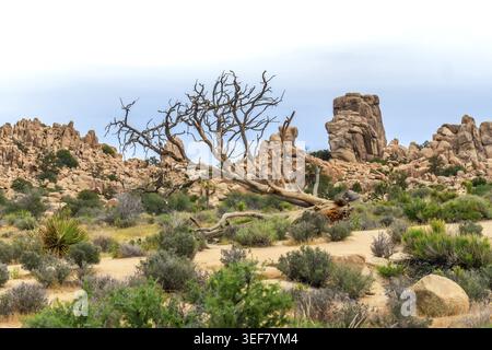 Fallen dead tree in the foreground with rugged rock formations and dense desert vegetation under a clear sky, illustrating the unique and vast environ Stock Photo