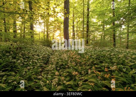 Golden sun star shining through spring forest with blooming wild garlic. Kirchheim unter Teck, Baden-Wuerttemberg, Germany Stock Photo
