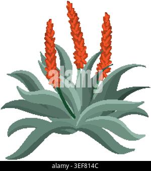 Flat vector illustration of a succulent aloe vera plant with vibrant orange flower spikes Stock Vector