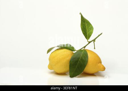 Lemons with leaves on white background Stock Photo