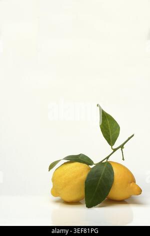 Lemons with leaves on white background Stock Photo