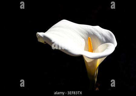 Calla lily, Zantedeschia aethiopica, also known as the arum lily, white flower in sunlight isolated on a black background Stock Photo