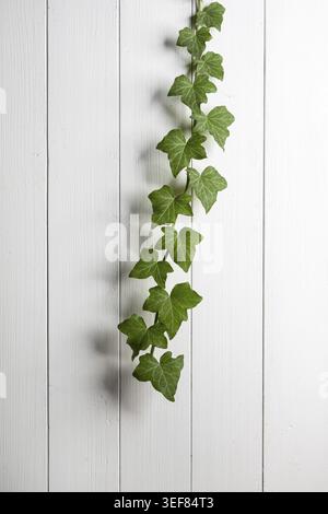 A branch of climbing ivy on a white wooden wall Stock Photo