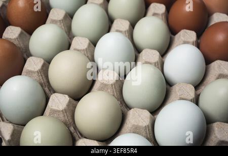 Fresh organic chicken eggs in egg box. Selective focus Stock Photo