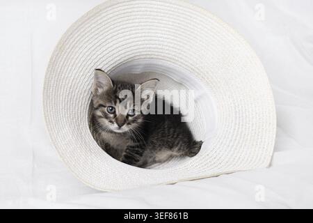 Little cute tabby kitten sitting in hat Stock Photo