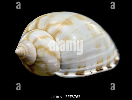Beautiful macro photo of a Tonna dolium sea snail shell on a solid black background. Perfect for nature and marine life collections Stock Photo