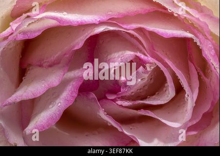 Extremely detailed macro shot of soft pink and white rose petals covered in fresh water droplets. Beautiful floral background showcasing delicate text Stock Photo