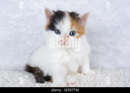 Portrait of small tricolor kitten. Tiny tortoiseshell kitten Stock Photo