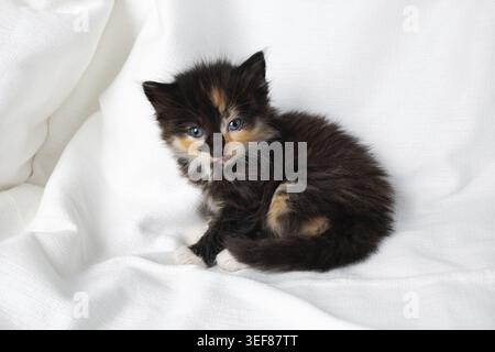 Cute tortoiseshell kitten cat sitting on white sheet background Stock Photo