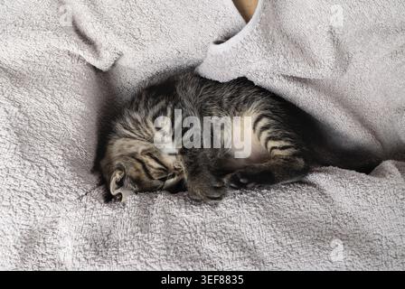 Little tabby kitten sleeping on soft towel Stock Photo