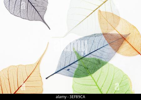 Colored skeletons of leaves on light background. Flat lay Stock Photo