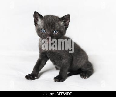 Wild little black cat on white sheet surface Stock Photo