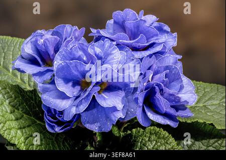 Close up macro view of blue primula flowers featuring delicate petals and fresh dew drops. Professional studio shot with green leaves and a soft bokeh Stock Photo