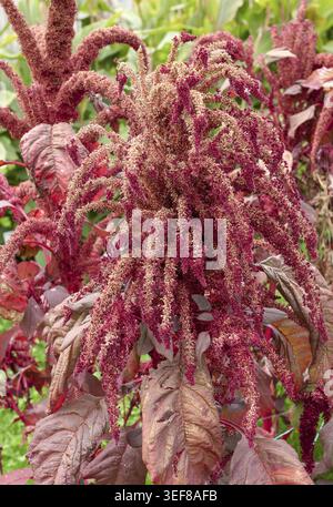 Close-up view of the unique, drooping red and maroon flower plumes of ornamental Amaranth. Dramatic, vertical texture in the summer garden Stock Photo